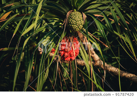 Pandanus tectorius, a species of Pandanus also known as screwpine or Hala Tree Pandanus tectorius, a species of Pandanus also known as screwpine or Hala Tree 91787420