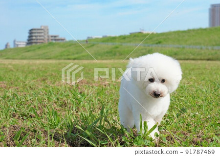 Summer grassland Toy poodle playing in the fields along the Edo River Summer grassland Toy poodle playing in the fields along the Edo River 91787469