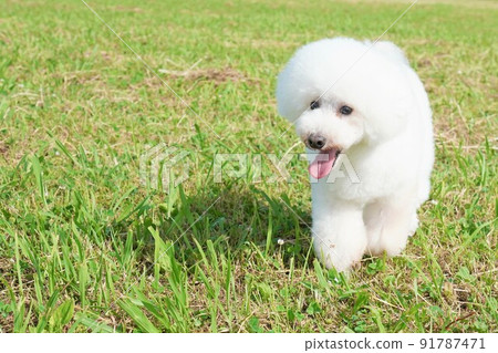 Summer grassland Toy poodle playing in the fields along the Edo River Summer grassland Toy poodle playing in the fields along the Edo River 91787471