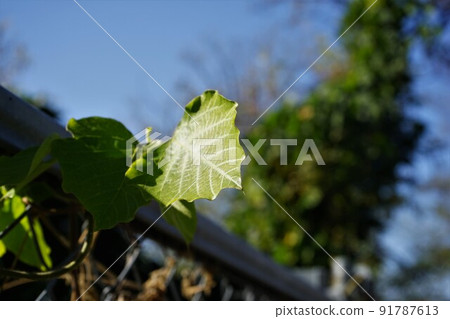 Vine leaves hanging on a fence in early autumn Vine leaves hanging on a fence in early autumn 91787613