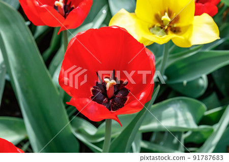 Bright red tulip blossom in spring garden 91787683