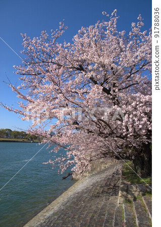 楠木的大型 ganki 楠木的大型 ganki 91788036