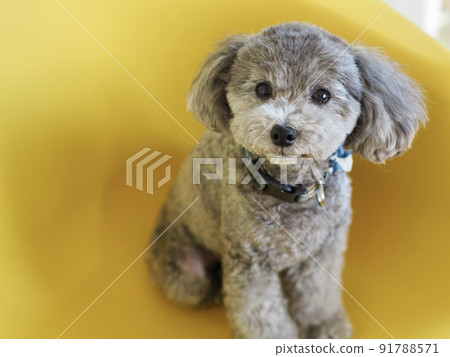 一隻灰色的玩具貴賓犬坐在窗邊的黃色椅子上,姿勢很可愛 一隻灰色的玩具貴賓犬坐在窗邊的黃色椅子上,姿勢很可愛 91788571