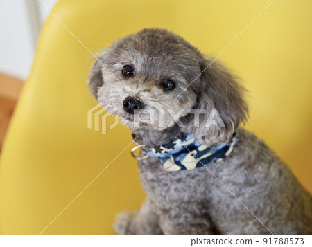 一隻灰色的玩具貴賓犬坐在窗邊的黃色椅子上,姿勢很可愛 一隻灰色的玩具貴賓犬坐在窗邊的黃色椅子上,姿勢很可愛 91788573