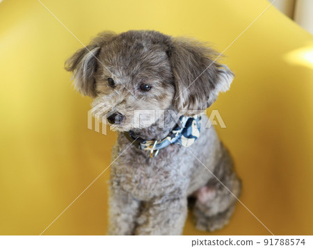 一隻灰色的玩具貴賓犬坐在窗邊的黃色椅子上，姿勢很可愛 91788574