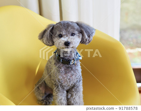 一隻灰色的玩具貴賓犬坐在窗邊的黃色椅子上。豎起耳朵的姿勢很可愛。 91788578