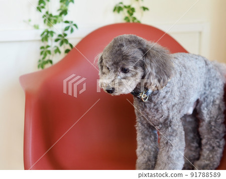 一隻灰色玩具貴賓犬坐在窗邊的紅色椅子上，姿勢很可愛 91788589