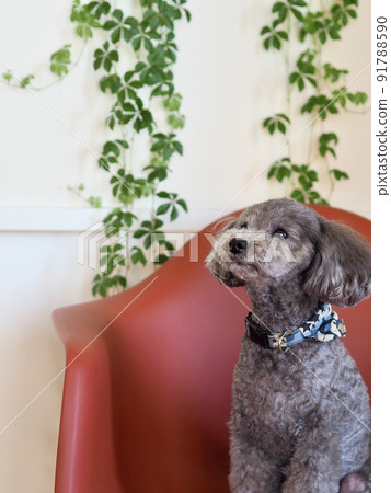 一隻灰色玩具貴賓犬坐在窗邊的紅色椅子上，姿勢很可愛 91788590