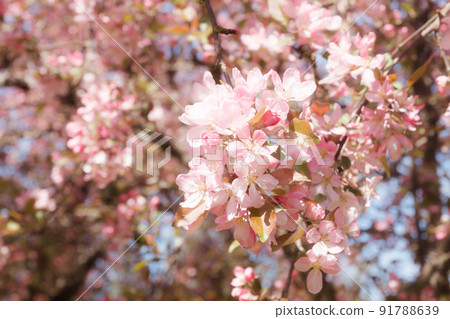 Pink apple blossom in the garden on spring 91788639