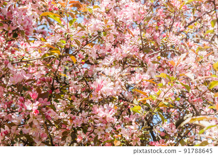 Pink apple blossom in the garden on spring 91788645
