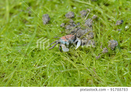 Childe crab Childe crab 91788783