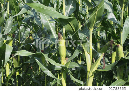 Corn field 91788865