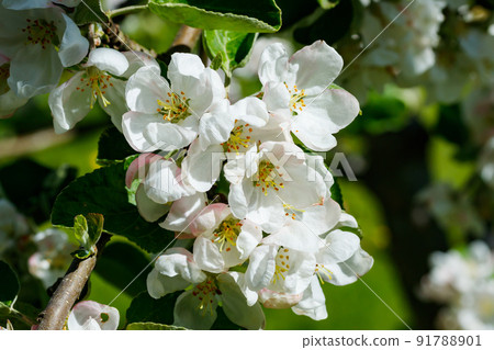 Apple blossom in the garden on spring 91788901