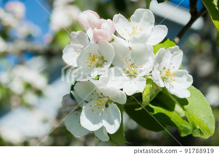 Apple blossom in the garden on spring 91788919