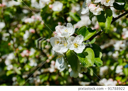 Apple blossom in the garden on spring 91788922
