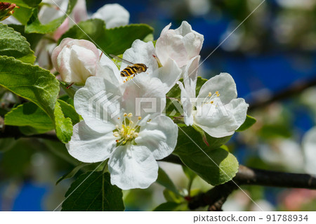 Apple blossom with wasp in the garden on spring 91788934