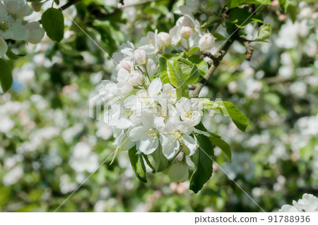 Apple blossom in the garden on spring 91788936