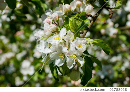 Apple blossom in the garden on spring 91788938