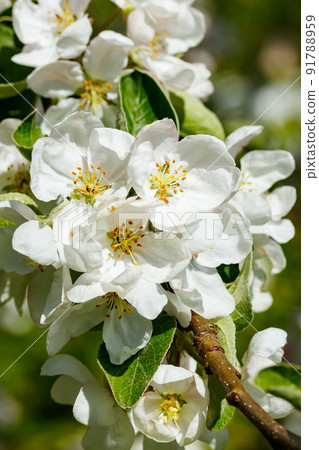 Apple blossom in the garden on spring 91788959