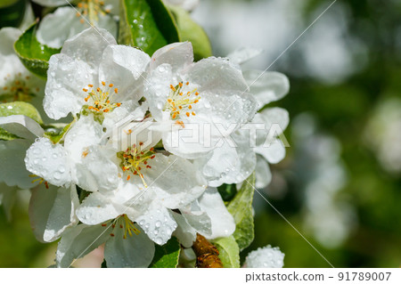 Apple blossom with raindrops in the garden on spring 91789007