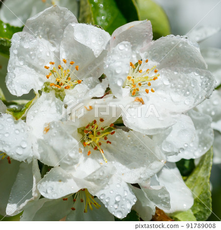 Apple blossom with raindrops in the garden on spring 91789008