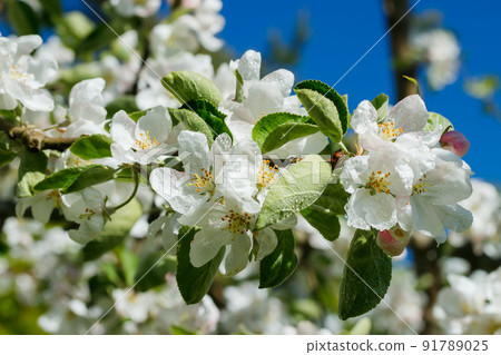 Apple blossom with raindrops in the garden on spring 91789025