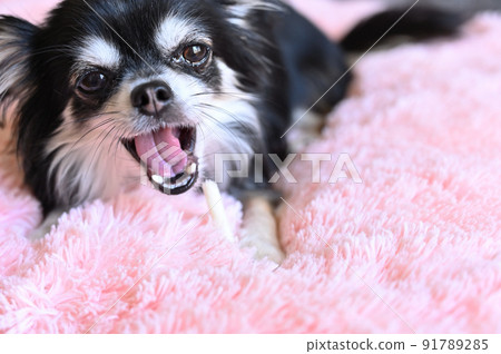 Chihuahua chewing toothpaste gum up Chihuahua chewing toothpaste gum up 91789285