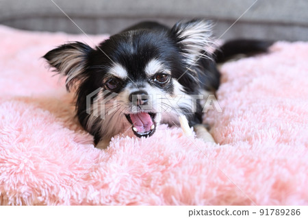 Chihuahua chewing toothpaste gum 91789286