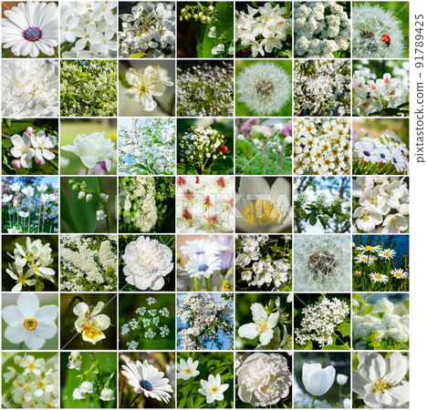Collage with many images of different white flowers. Full size. 91789425