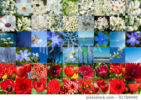 Collage of white, blue and red flowers and nature in form of Russian flag. Full size. 91789440