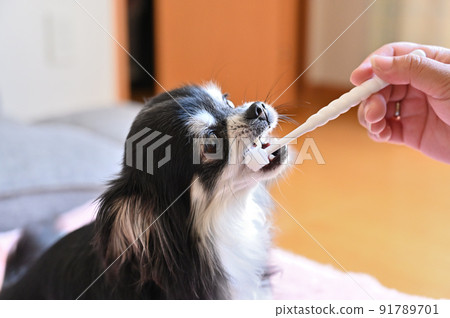 吉娃娃，一種訓練用 360 度牙刷刷牙的狗 91789701