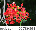 The Red peacock flowers blooming on tree 91789864