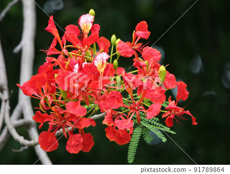The Red peacock flowers blooming on tree 91789864
