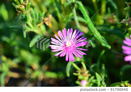 Matsubagiku pine needle chrysanthemum Matsubagiku pine needle chrysanthemum 91790048