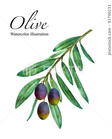 Olive fruit watercolor illustration 91790231