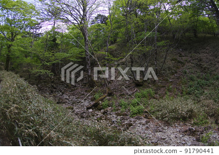Forest sunbeams dark 91790441