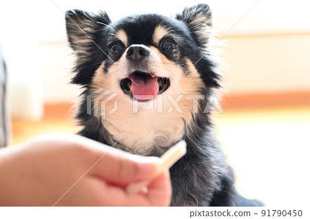 Dog up Chihuahua receiving toothpaste gum from the owner's woman Dog up Chihuahua receiving toothpaste gum from the owner's woman 91790450