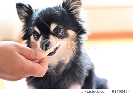 從主人的女人那裡得到牙膏口香糖的吉娃娃狗 91790454