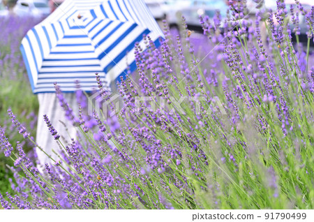 A young woman enjoying holding a parasol in a lavender field A young woman enjoying holding a parasol in a lavender field 91790499