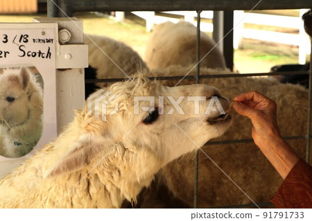 在四季彩之丘餵羊駝的女人 91791733