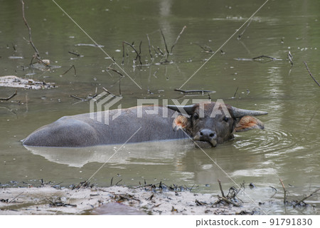 Asian Water buffalo relaxing in the mud pond. 91791830