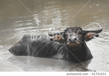 Asian Water buffalo relaxing in the mud pond. 91791831