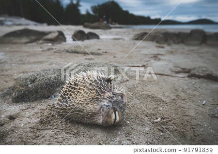 Death puffer fish carcass on the beach. 91791839