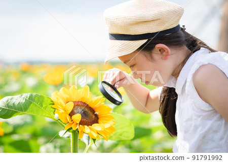 A girl looking at sunflowers with a magnifying glass 91791992