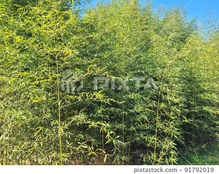 Countryside bamboo grove Countryside bamboo grove 91792019