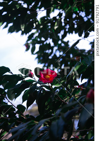 Camellia that blooms quietly Camellia that blooms quietly 91792791