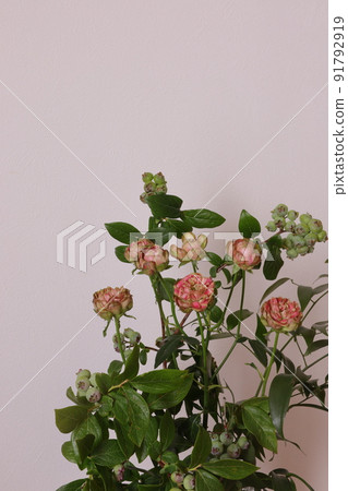 玫瑰和藍莓 91792919