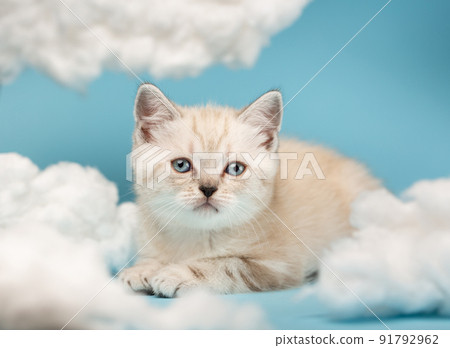 Muzzle of a light beige Scottish kitten with blue eyes, which lies among the white cotton clouds. 91792962