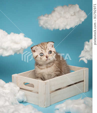 Cute kitten of the Scottish breed sits in a wooden box and timidly looks away. 91792971