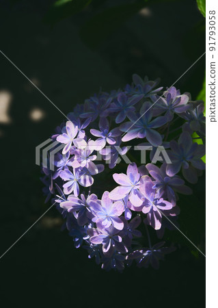 hydrangea hydrangea 91793058
